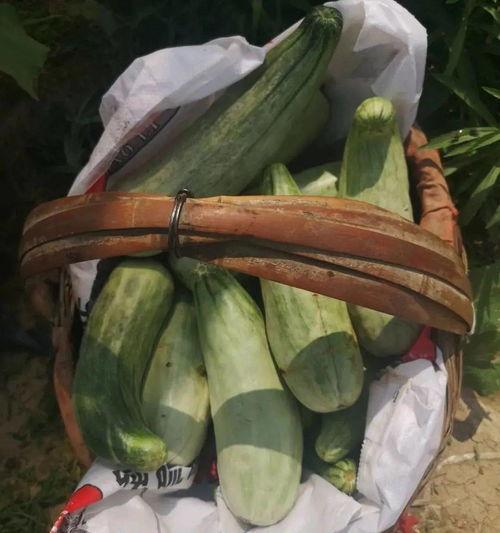 带货的吃瓜,带你领略直播带货的魅力与争议