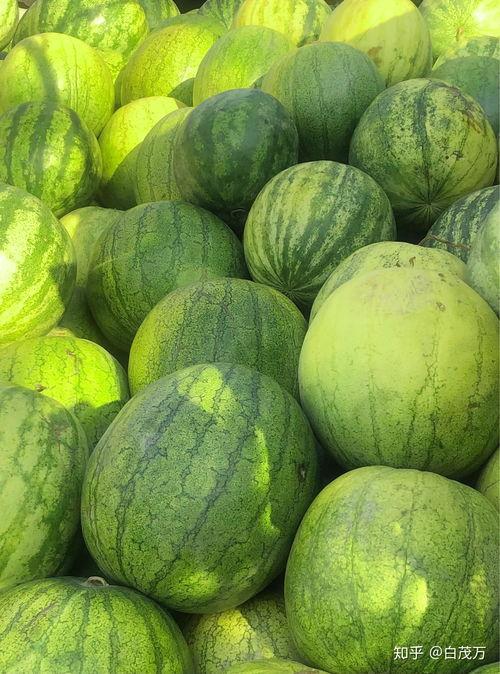 喜欢吃籽瓜,探寻美味籽瓜的独特魅力