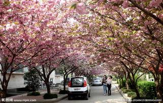 今日头条樱花照片下载,樱花盛开，捕捉美好瞬间