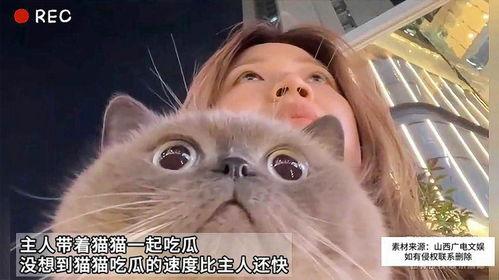 猫吃瓜,揭秘猫咪的“吃瓜”生活