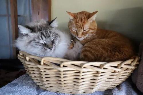 猫网红死了,网络世界中的生命轨迹与哀思