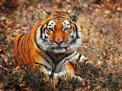 网红手机壳中国虎图片,网红爆款，彰显民族风华