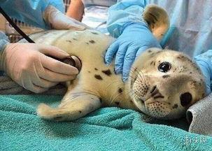 汤姆吃瓜图片,趣味横生的夏日时光