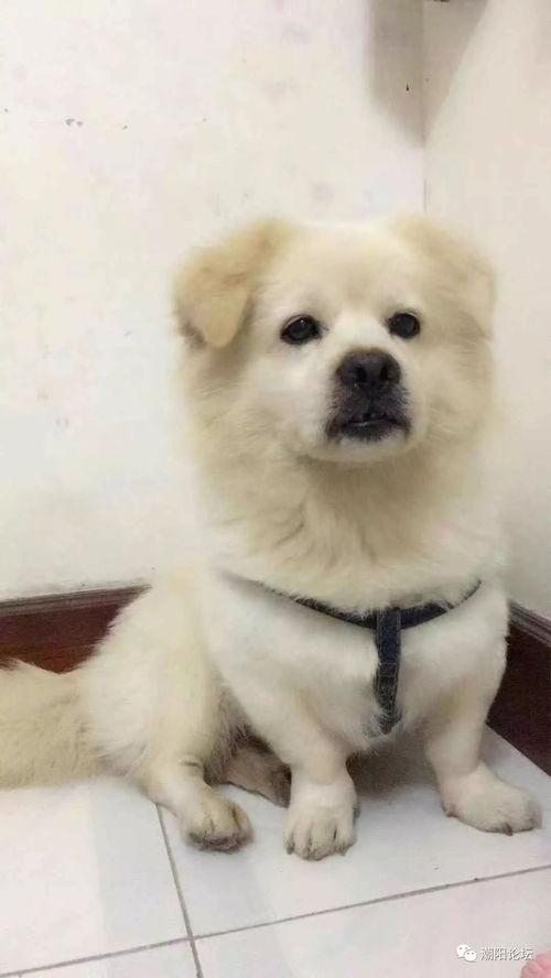 网友爆料玉林偷狗案件视频,网友愤怒揭露残忍行径