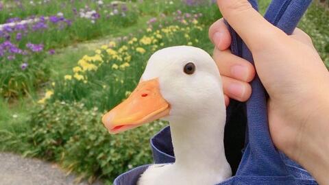 微头条加油鸭视频,加油鸭！微头条视频展现励志风采