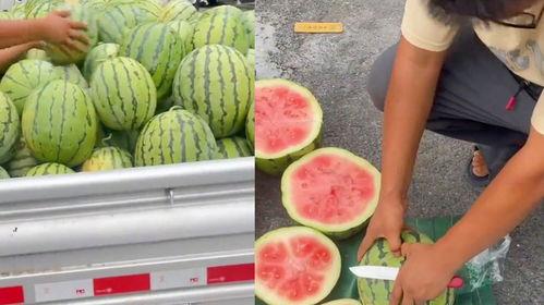 卖瓜老板吃生瓜蛋子,瓜摊老板的“甜蜜”自食其瓜之旅