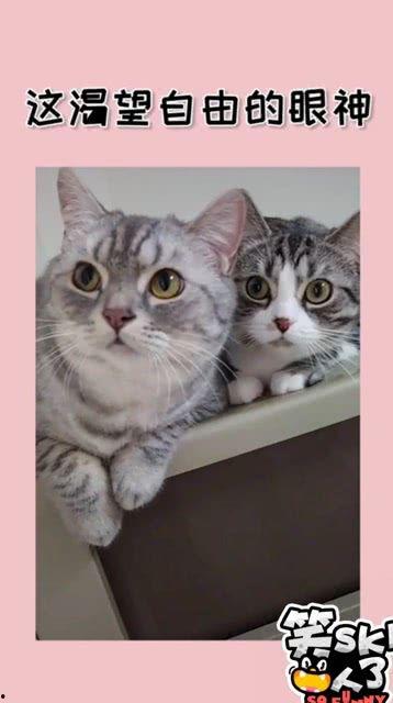 这眼神一看就是贼的料,揭秘那些贼眉鼠眼的不法之徒