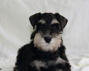 那个明星养雪纳瑞,揭秘雪纳瑞萌宠背后的温馨故事