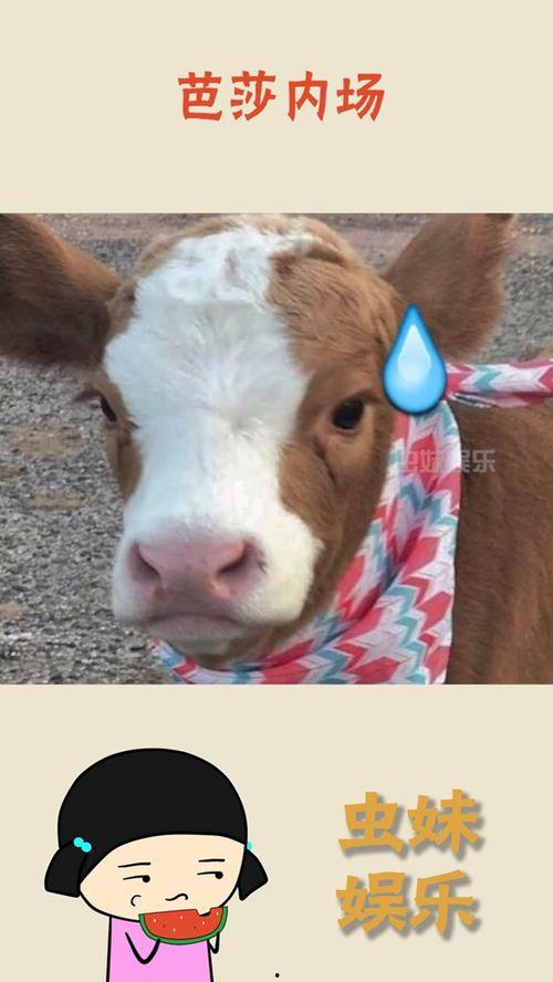 抖音吃瓜蛤蟆,揭秘网络热梗背后的故事