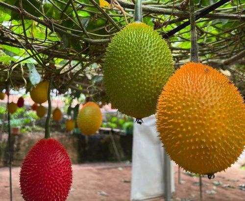 木鳖瓜吃声控,一场与自然共舞的奇妙之旅