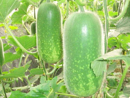 早上吃方瓜减肥吗,开启健康减肥之旅