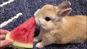 兔子吃瓜中,一场趣味横生的田园奇遇
