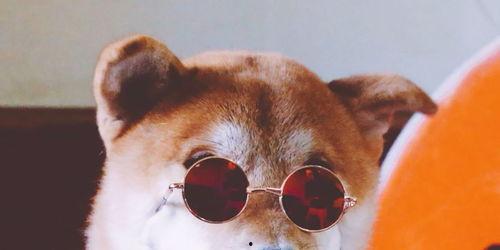 吃瓜的狗哥,揭秘娱乐圈那些事儿